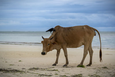 Horses on the beach