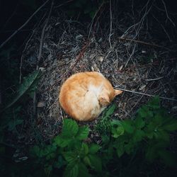 High angle view of cat on field