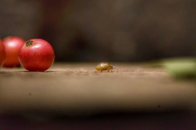 Close-up of apples