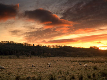 Scenic view of field against sky during sunset