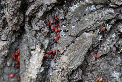 Close-up of insect on rock