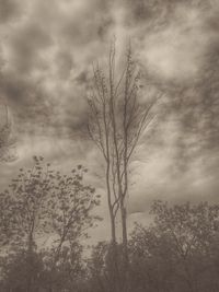 Silhouette of trees against cloudy sky