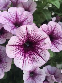 Close-up of pink flower