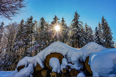 Snow covered trees against sky