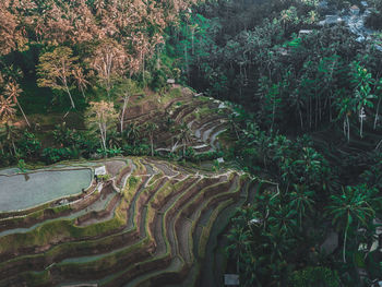 High angle view of trees and plants in forest