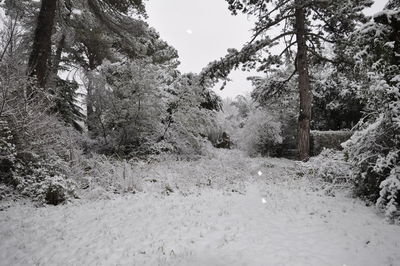Trees in forest during winter