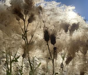 Low angle view of flowering plants against sky