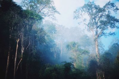 Trees in forest against sky