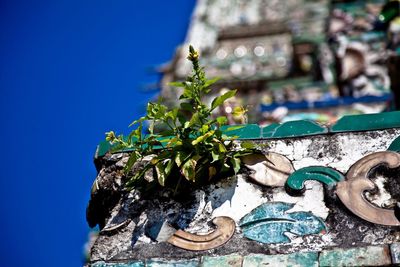 Close-up of plants against built structure