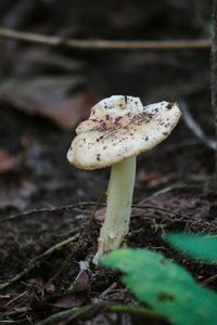 Close-up of mushroom on leaf