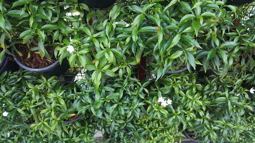 High angle view of potted plants on field