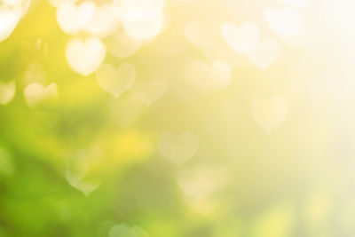 Defocused image of plants against sky