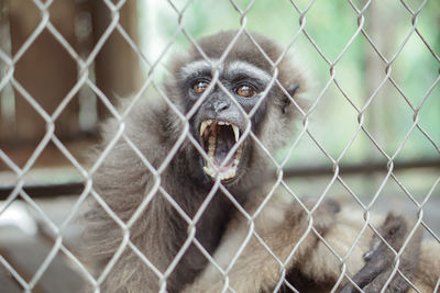 Portrait of a monkey in chainlink fence at zoo