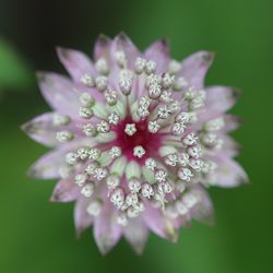 Close-up of wet flower