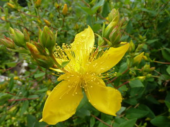 Close-up of yellow day lily blooming outdoors