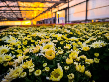 Yellow chrysanthemums, the perfect beauty for the gardens.