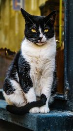 Close-up portrait of a cat