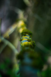 Close-up of moss growing on plant