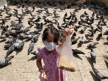 High angle view of girl with birds in background