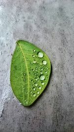 Close-up of leaf