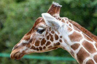 Close-up of a giraffe