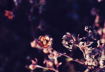 Close-up of flowers against blurred background