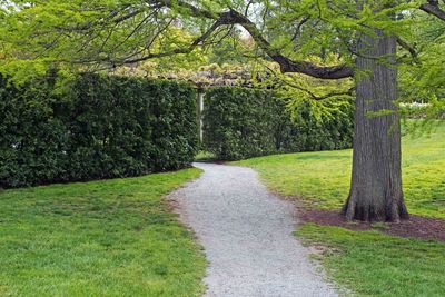Narrow walkway along trees