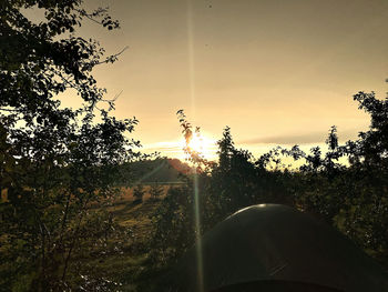 Sun shining through trees