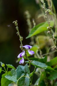 Close-up of purple flowering plant