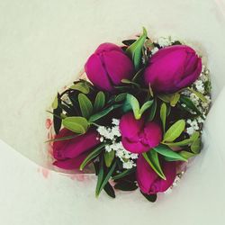 High angle view of pink flowering plant