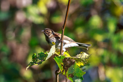 Close-up of sparrow perching on branch