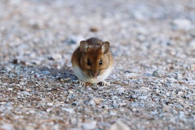 Portrait of a mouse on land