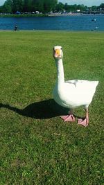 High angle view of swan on field by lake