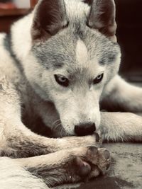 Close-up of dog