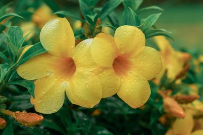 Close-up of wet yellow flower in rainy season