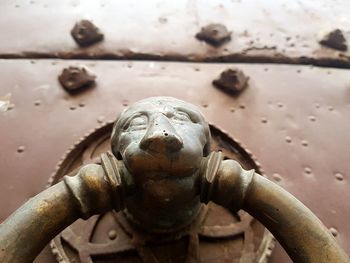 Close-up of an animal on rusty metal