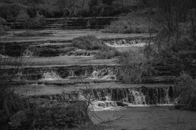 High angle view of trees on field in forest