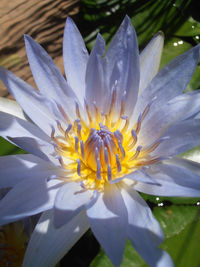 Close-up of flower