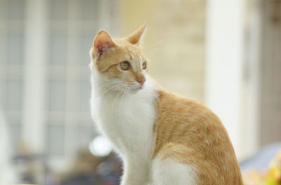 Close-up of a cat looking away