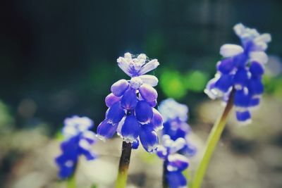 Close-up of purple flowers blooming