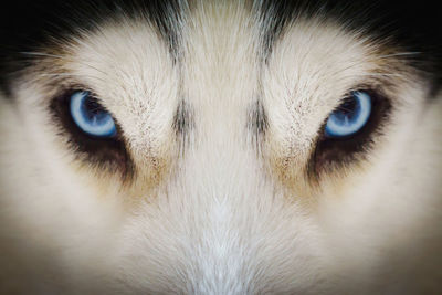 Close-up portrait of dog