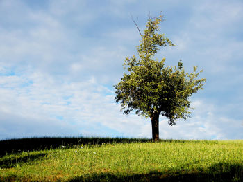 Tree on field against sky