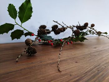 Close-up of flowering plant on table