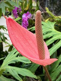 Close-up of wet pink flower
