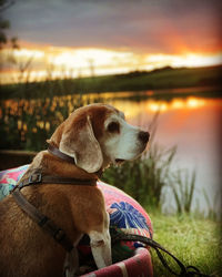 Dog looking away against sky during sunset