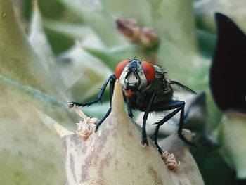 Close-up of housefly on plant