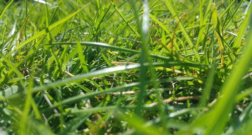 Close-up of grass growing on field