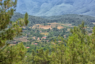 High angle view of trees on landscape