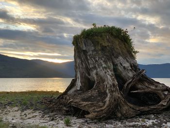 Driftwood on beach against sky during sunset