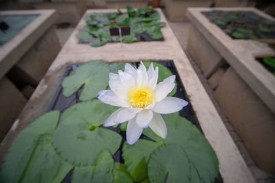 High angle view of white flowering plant